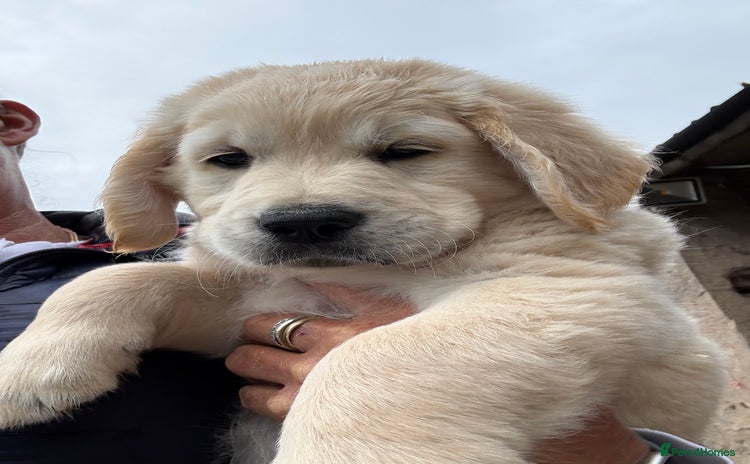Golden Retriever dogs - Advert 1