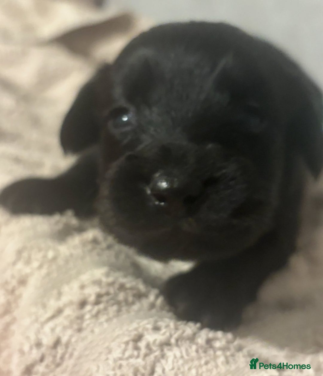 Mixed Breed dogs for sale: Cockeranians - Image 11