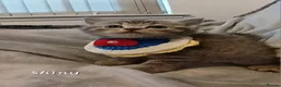 British Shorthair cats for sale: British shorthair babies  - Advert 27