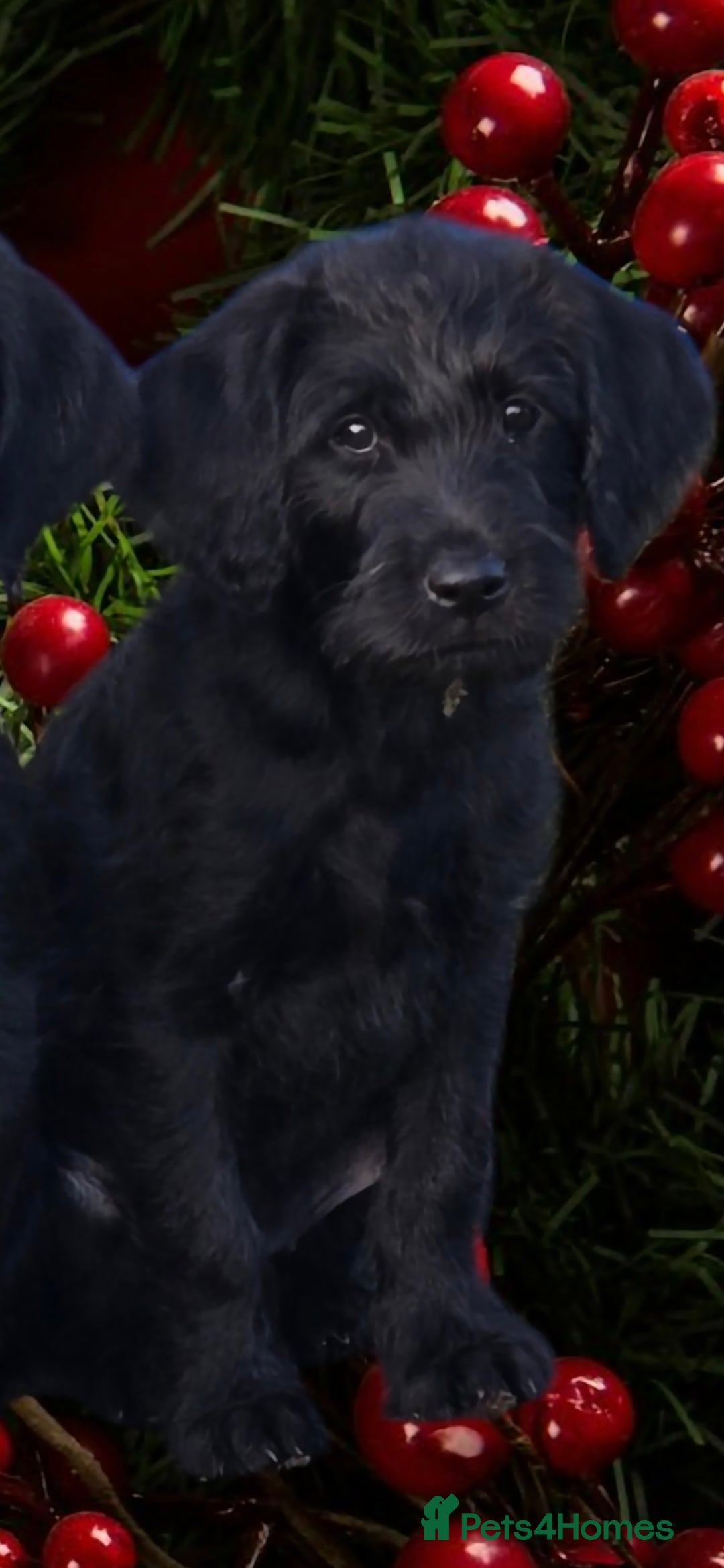 Labradoodle dogs for sale: Adorable Labradoodle puppies - Advert 2