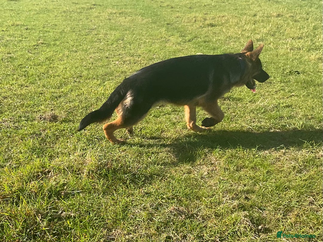 German Shepherd dogs for sale: 25 years experience breeding German Shepherds  - Image 14
