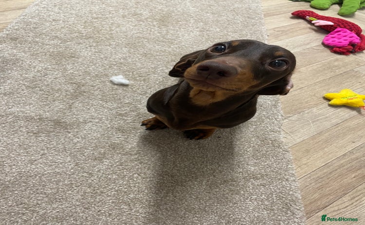 Miniature Dachshund dogs - Advert 1