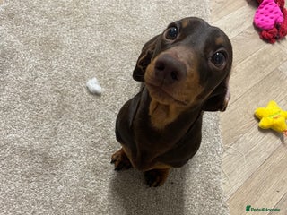 Miniature Dachshund dogs - Advert 28