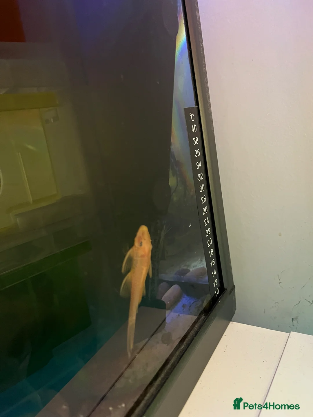 Plecos fish for sale: Young bristlenose plecos  in Farnham - Advert 3