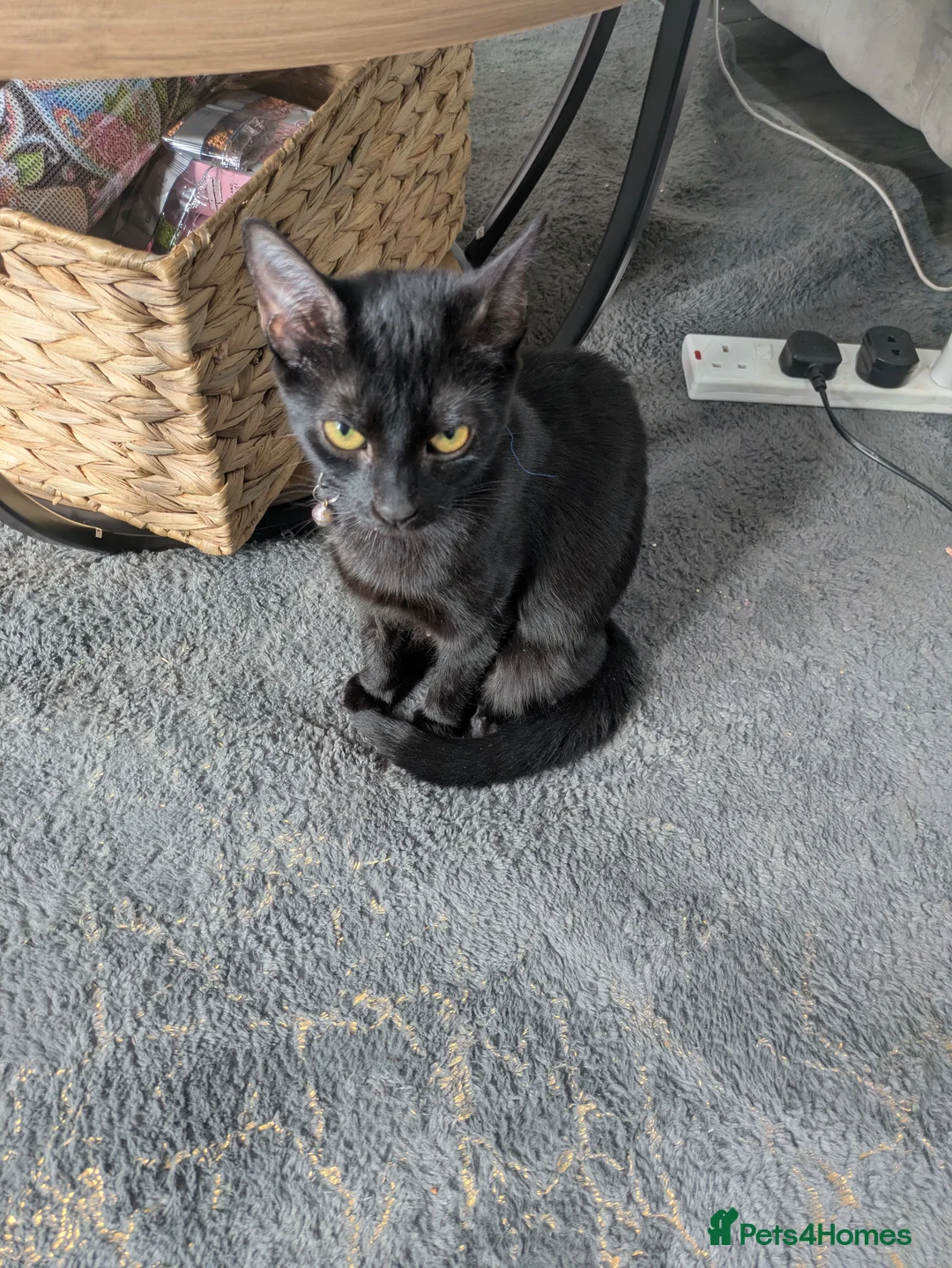 Mixed Breed cats for sale: Kitten ready for their forever home  in Wallsend - Advert 9