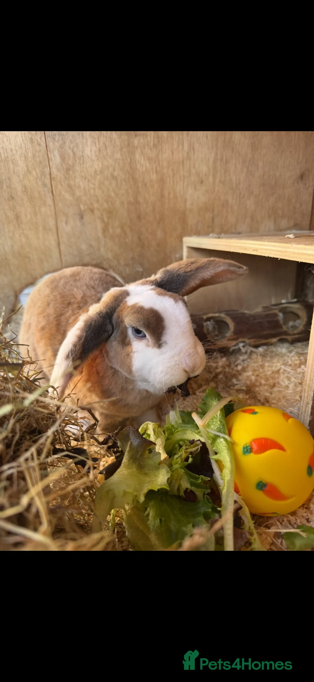 Mini Lop rabbits for sale: Pure Plush mini lop doe  - Advert 1