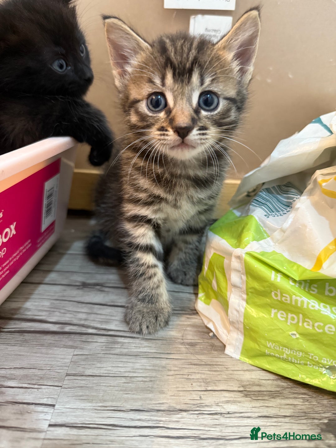 Domestic Shorthair cats for sale: 5 beautiful Domestic shorthair kittens - Image 4
