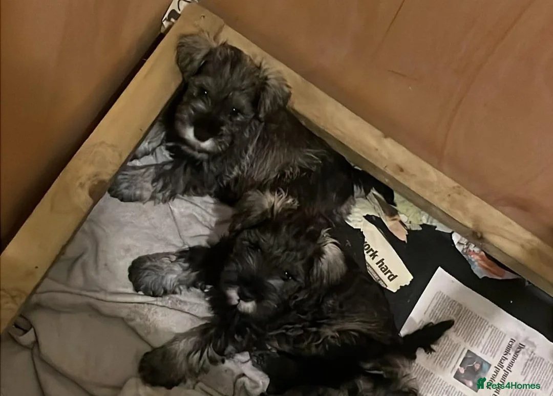 Miniature Schnauzer dogs for sale: KC reg Miniature Schnauzer puppies in Newry - Advert 2