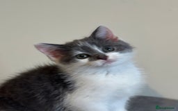 British Shorthair cats for sale: BSH cross domestic  - Image 1