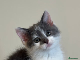 British Shorthair cats - Advert 27