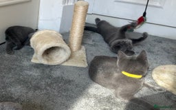 Russian Blue cats for sale: Russian Blue Kitten - Image 20