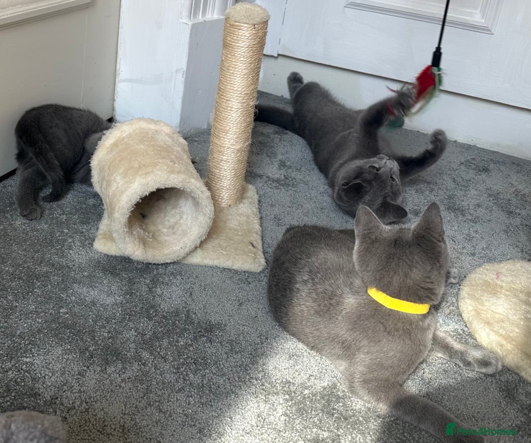 Russian Blue cats for sale: Russian Blue Kitten - Image 20