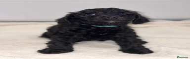 Schnoodle 4