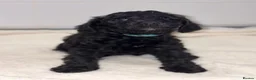 Schnoodle dogs for sale: Miniature F1 Schnoodles Puppies  - Advert 3