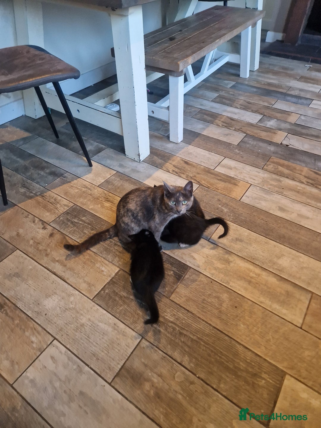 Mixed Breed cats for sale: Beautiful kittens  - Advert 1