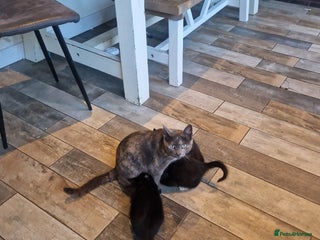 Mixed Breed cats for sale: Beautiful kittens - Advert 1