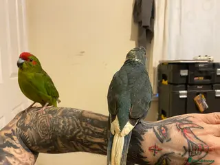 Parakeets birds Kakariki Parrots - Advert 19