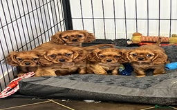 Cavalier King Charles Spaniel dogs for sale: stunning litter of KC registered Ruby Cavaliers - Image 1