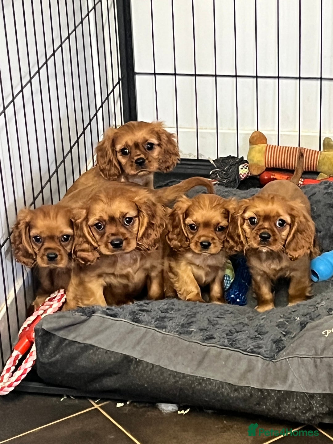 Cavalier King Charles Spaniel dogs for sale: stunning litter of KC registered Ruby Cavaliers - Image 1