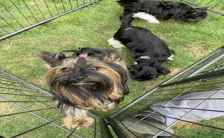 Yorkshire Terrier dogs - Advert 1