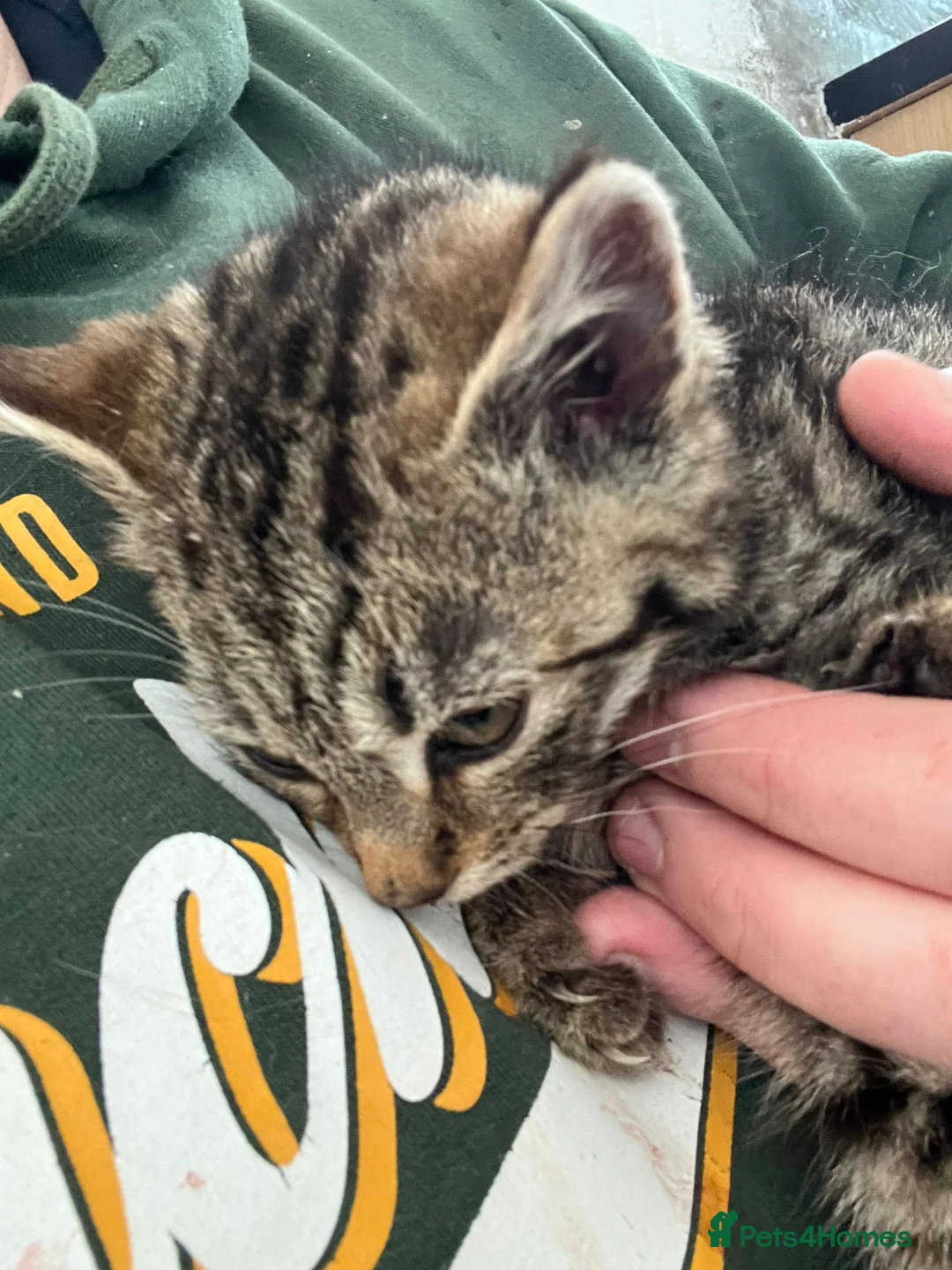 Mixed Breed cats for sale: Kittens Ready To Go To New Homes in Alton - Advert 2