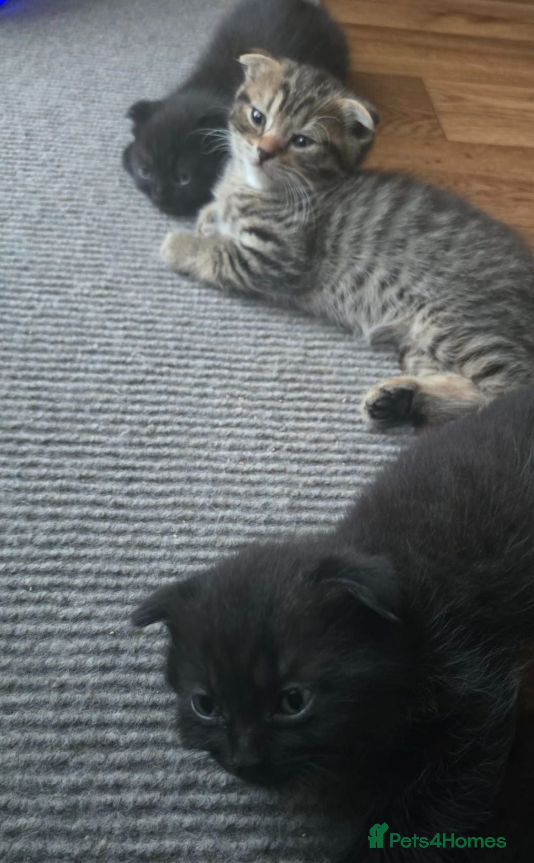 Scottish Fold cats Full pedigree Scottish fold kittens 8 wks old - Advert 2
