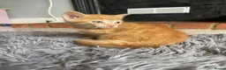 Mixed Breed cats for sale: 3 kittens  - Advert 4