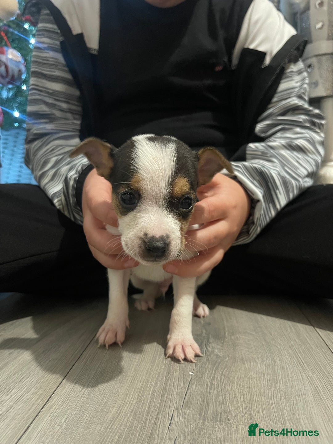 Jack Russell dogs for sale: READY NOW! OutstandingJack Russell puppies - Advert 11