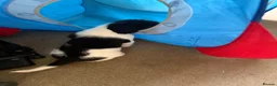 English Springer Spaniel dogs for sale: English springer spaniel puppies - Advert 13