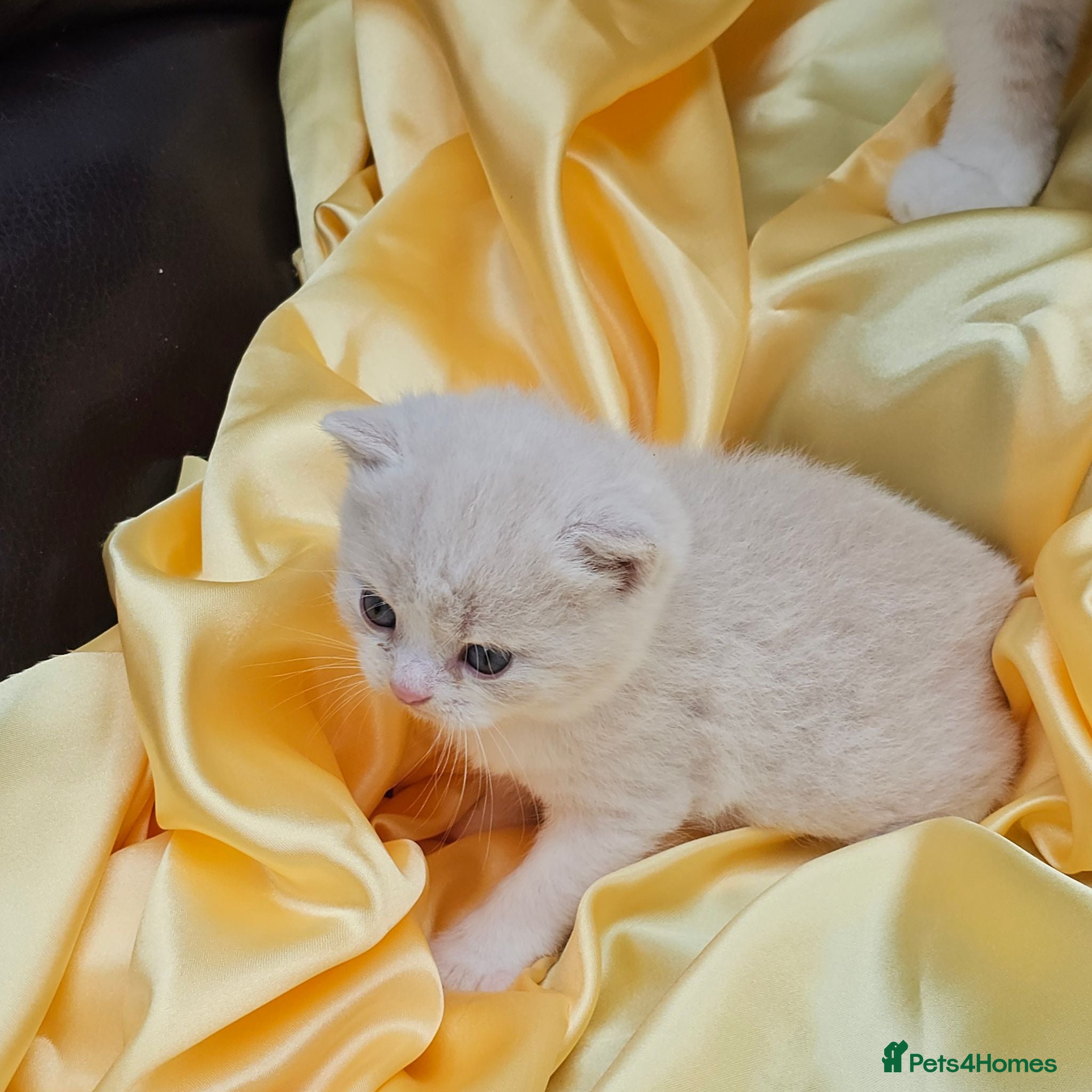 British Shorthair cats GCCF/TICA registered beautiful litter - Advert 1