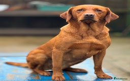 Labrador Retriever dogs for sale: Ready to leave, KC Labrador litter, boys & girls  - Image 20