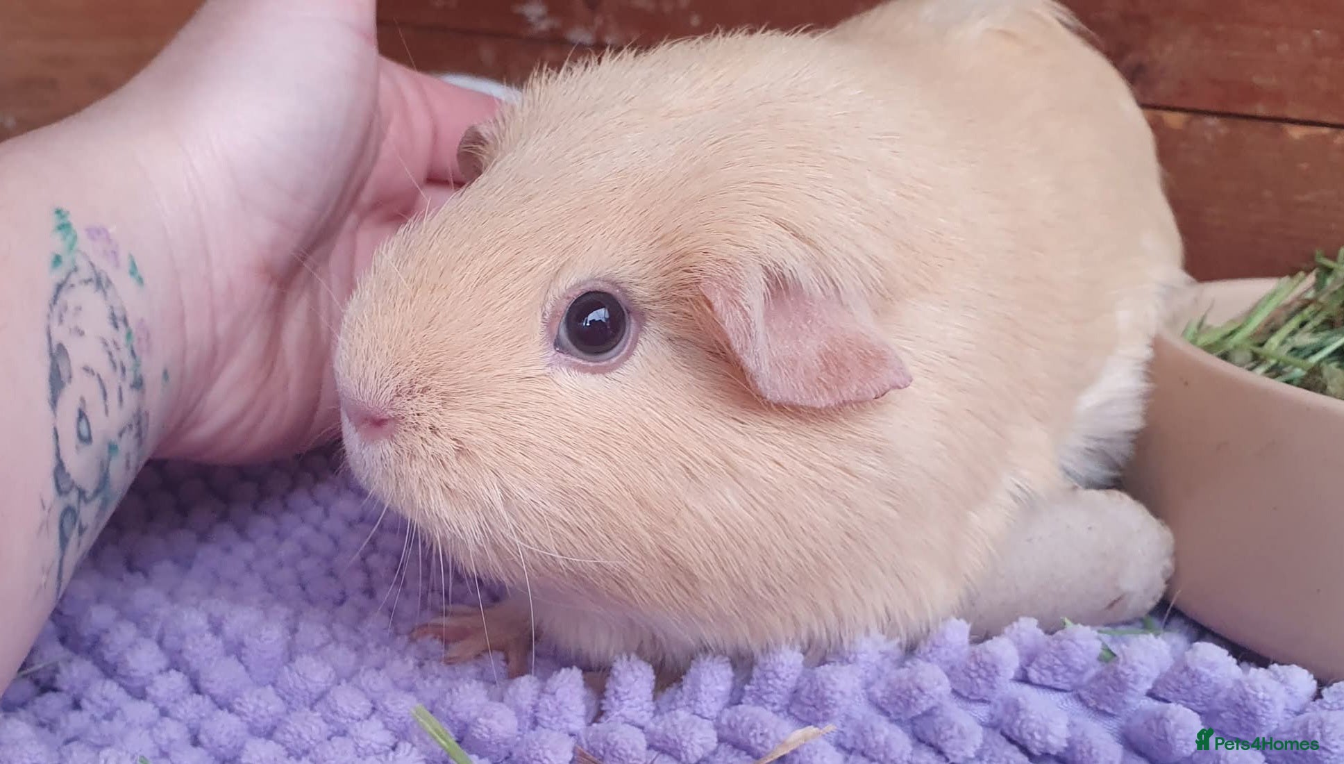 Guinea Pig rodents Beautiful guinea pigs  - Advert 1