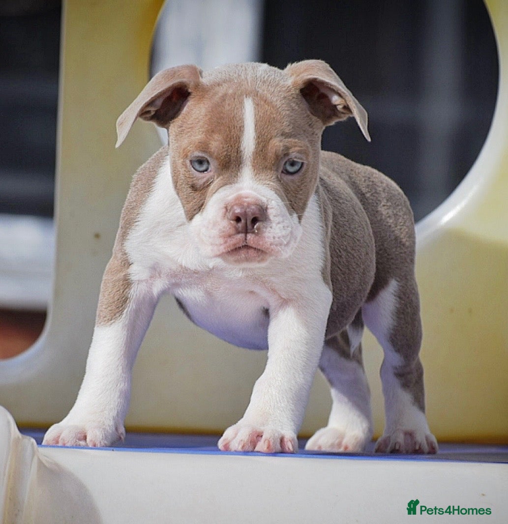 Olde English Bulldogge dogs 23 years 5⭐️LICENSED & REGISTERED, UK NO1  - Advert 5