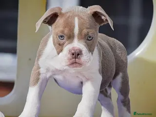 Olde English Bulldogge dogs 23 years 5⭐️LICENSED & REGISTERED, UK NO1 - Advert 5