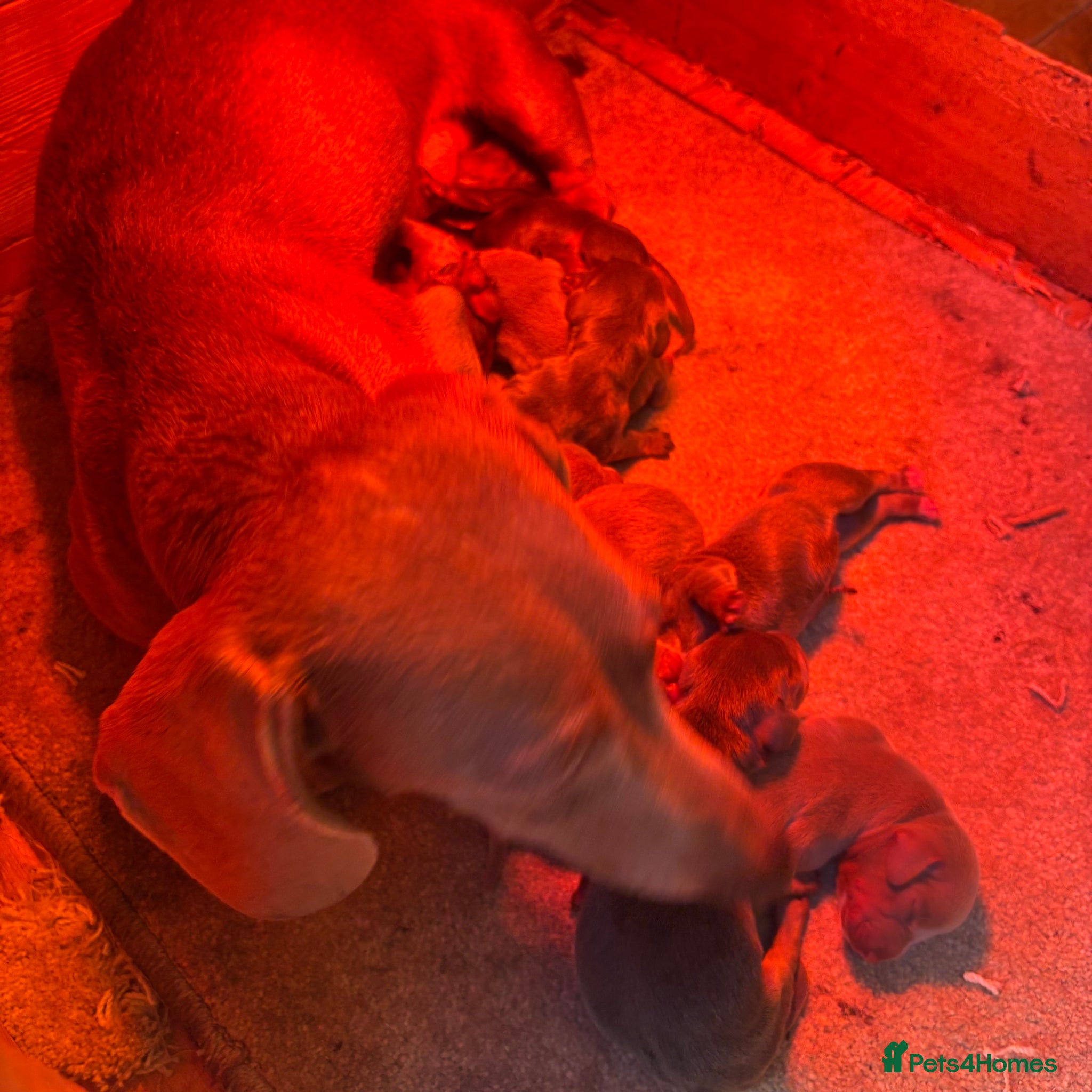 Miniature Dachshund dogs Mini dachshund puppy’s  - Advert 2