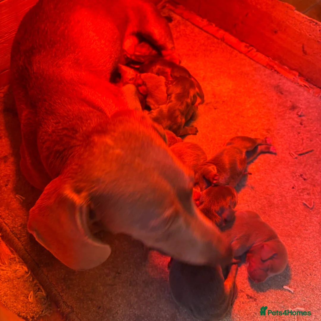 Miniature Dachshund dogs for sale: Mini dachshund puppy’s  - Advert 1