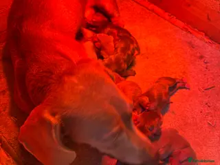 Miniature Dachshund dogs Mini dachshund puppy’s - Advert 2