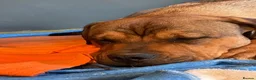 Rottweiler dogs for adoption: Bruce is a 5,5 month Rottweiler x staffi  - Advert 10