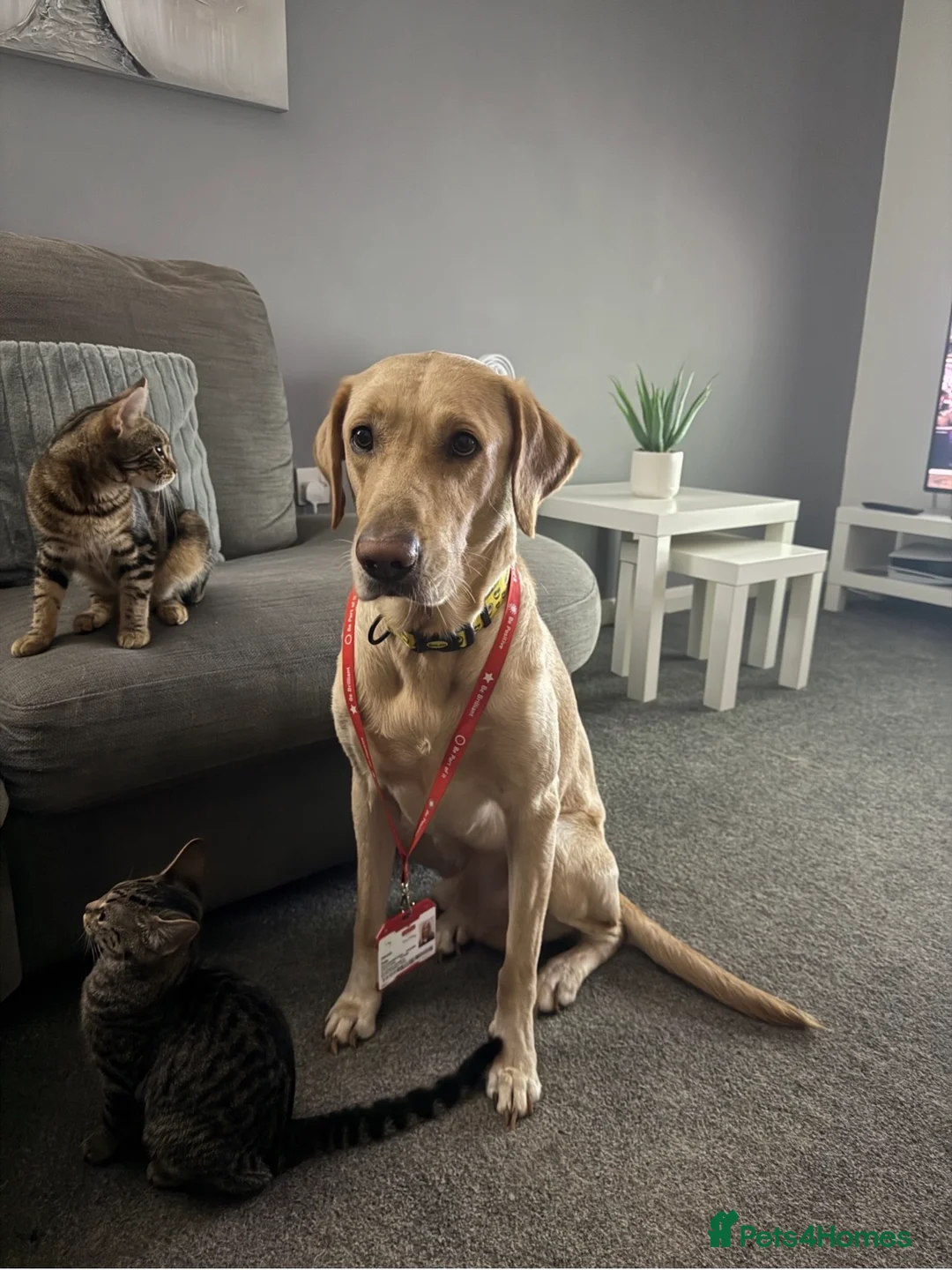 Labrador Retriever dogs for sale: Gorgeous Labrador Boy - Advert 7