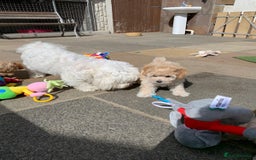 Maltipoo dogs for sale: Beautiful maltipoo puppies looking for new homes  - Image 10
