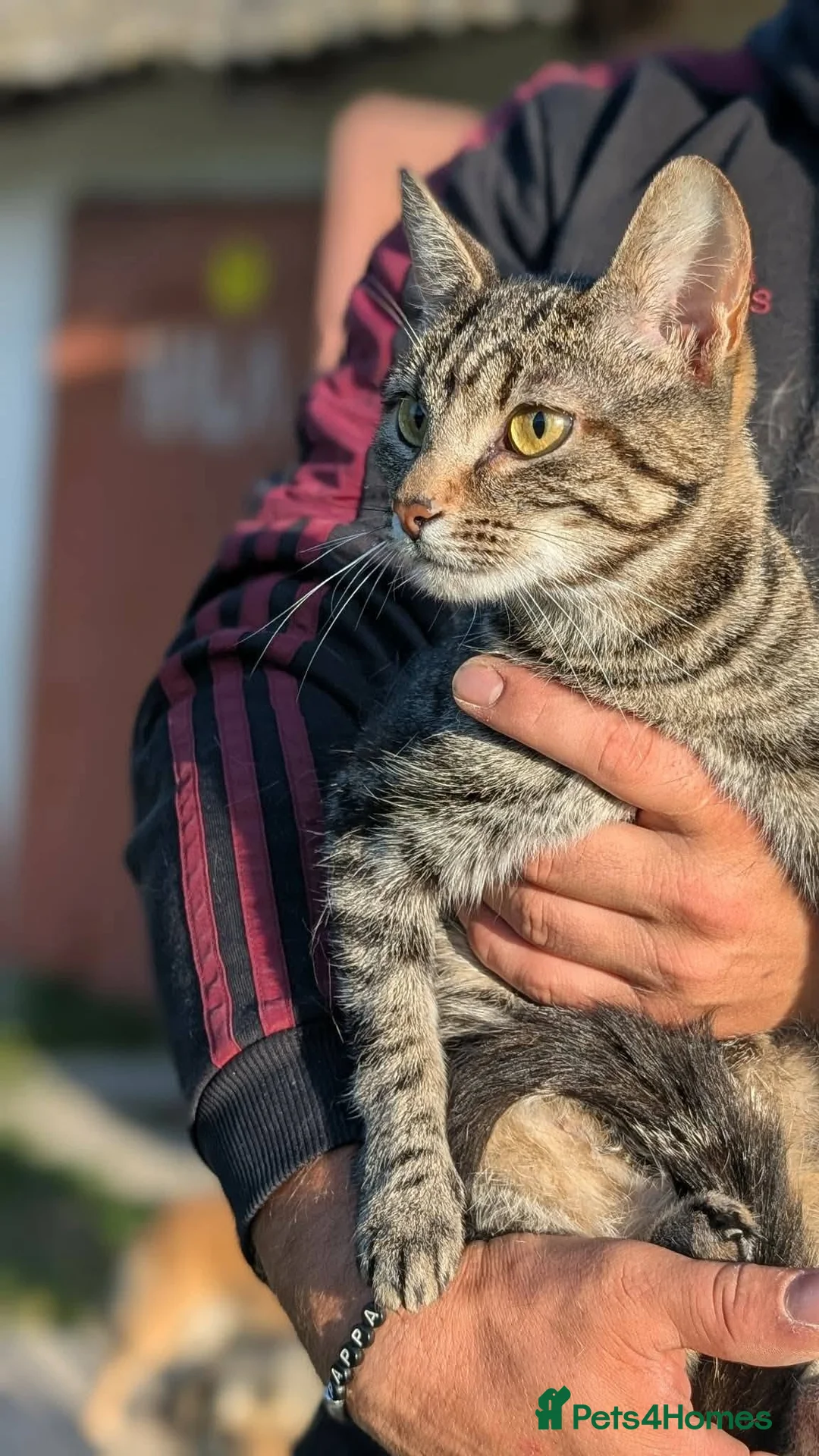 Mixed Breed cats for adoption: Barbie for adoption - Advert 5