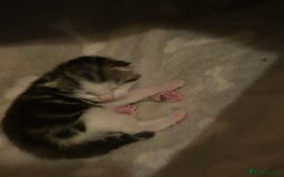 Bengal cats for sale: Boy bengul kitten 2weeks 5 days old - Image 8