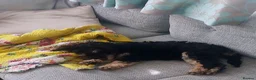 Jackapoo dogs for sale: Buster male jackapoo puppy - Advert 4