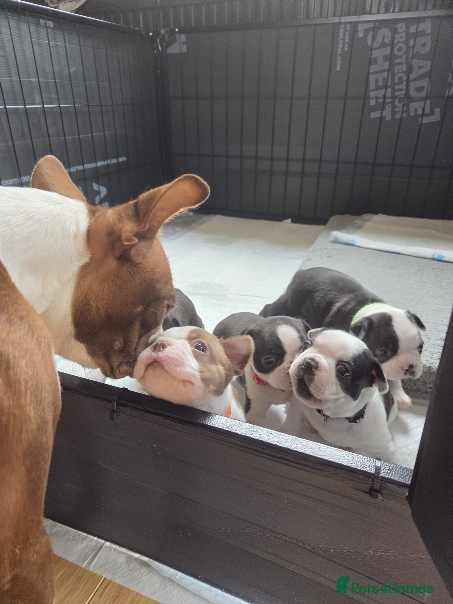 Boston Terrier dogs Boston Terrier Puppies  - Advert 2