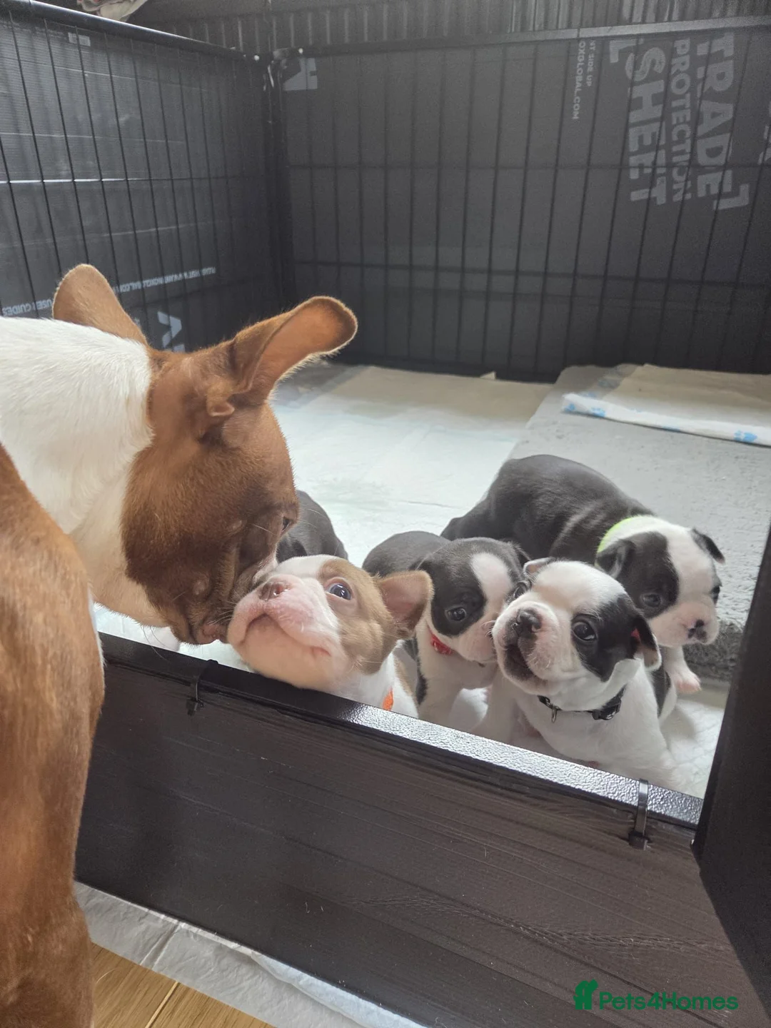 Boston Terrier dogs for sale: Boston Terrier Puppies  in Port Talbot - Advert 2