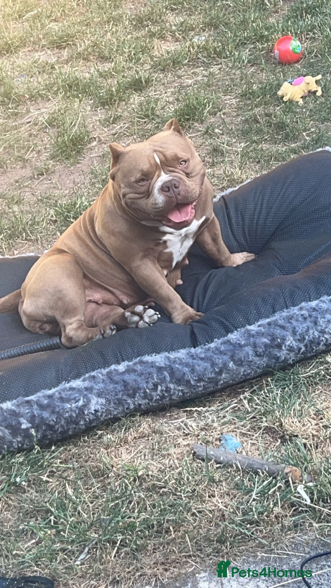 American Bully dogs for sale: Micro bully  - Advert 2