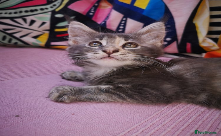 Maine Coon cats - Advert 3