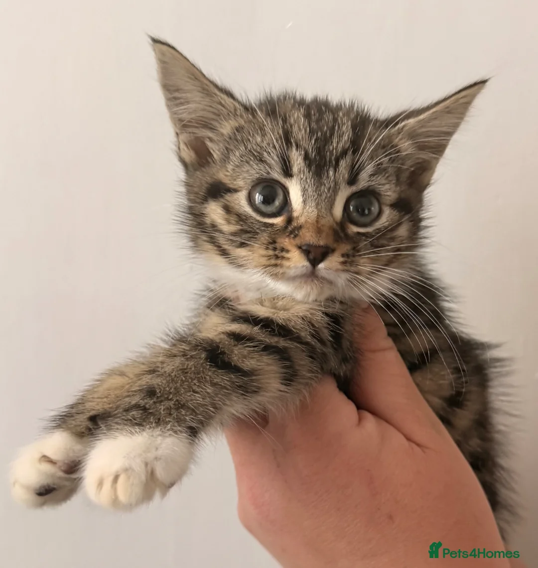 Maine Coon cats for sale: Maine Coon Kittens  - Advert 2