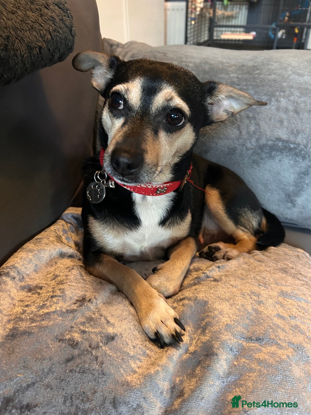 Mixed Breed dogs for sale: Beautiful Jack Russel x Chihuahua for sale - Advert 6