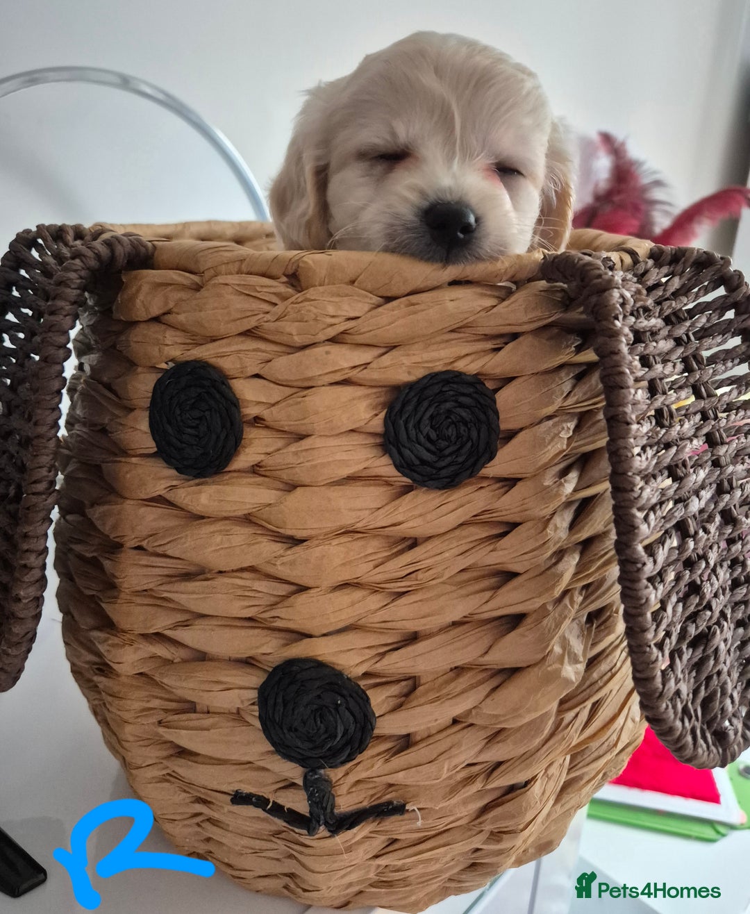 Mixed Breed dogs for sale: F1 Cockapoo and Maltipoo hybrid - Image 24